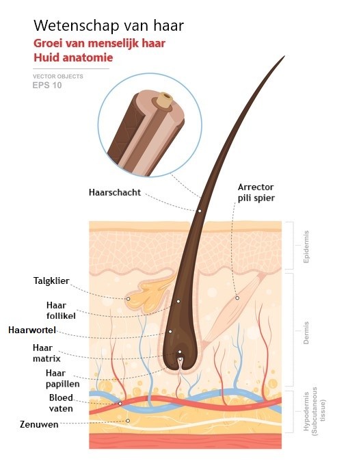 groei van menselijk haar huid anatomie