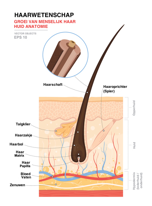  Groei van het menselijk haar (schema)