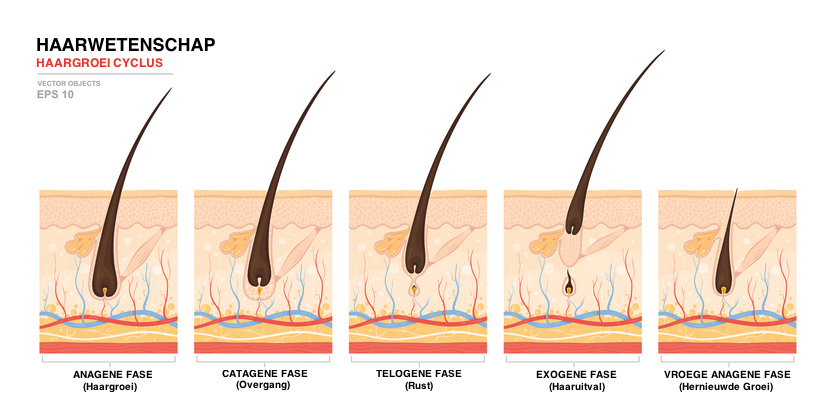  Haargroeicyclus overzicht (schema)