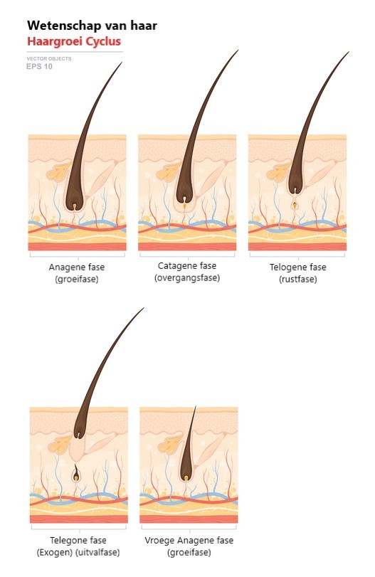 haargroei cyclus, het begrijpen van de haargroei cyclus